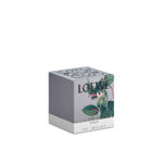 Honeysuckle scented candle 170g